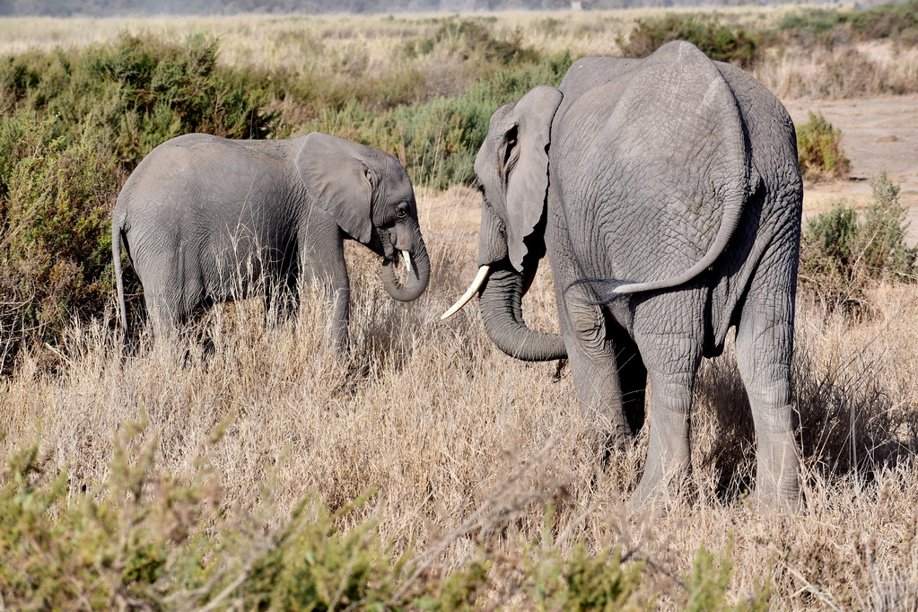 Amboseli Nat. Reserve